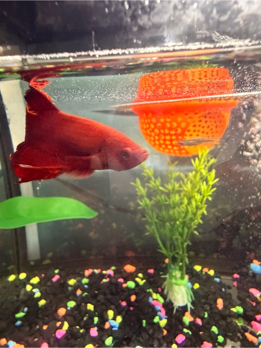 Orange Floating Betta house for Aquarium